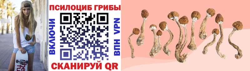 Купить  Олёкминск  Псилоцибиновые грибы Psilocybe 